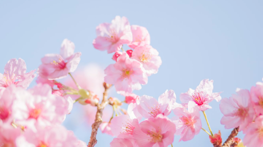 全面解讀日本東京環(huán)球日語(yǔ)學(xué)院要求