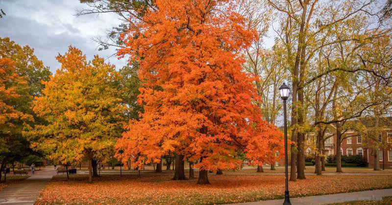 ucla是美國哪所大學的簡稱？